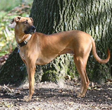 black faced cur|Black Mouth Cur 101 Breed Profile: What You NEED To Know!.